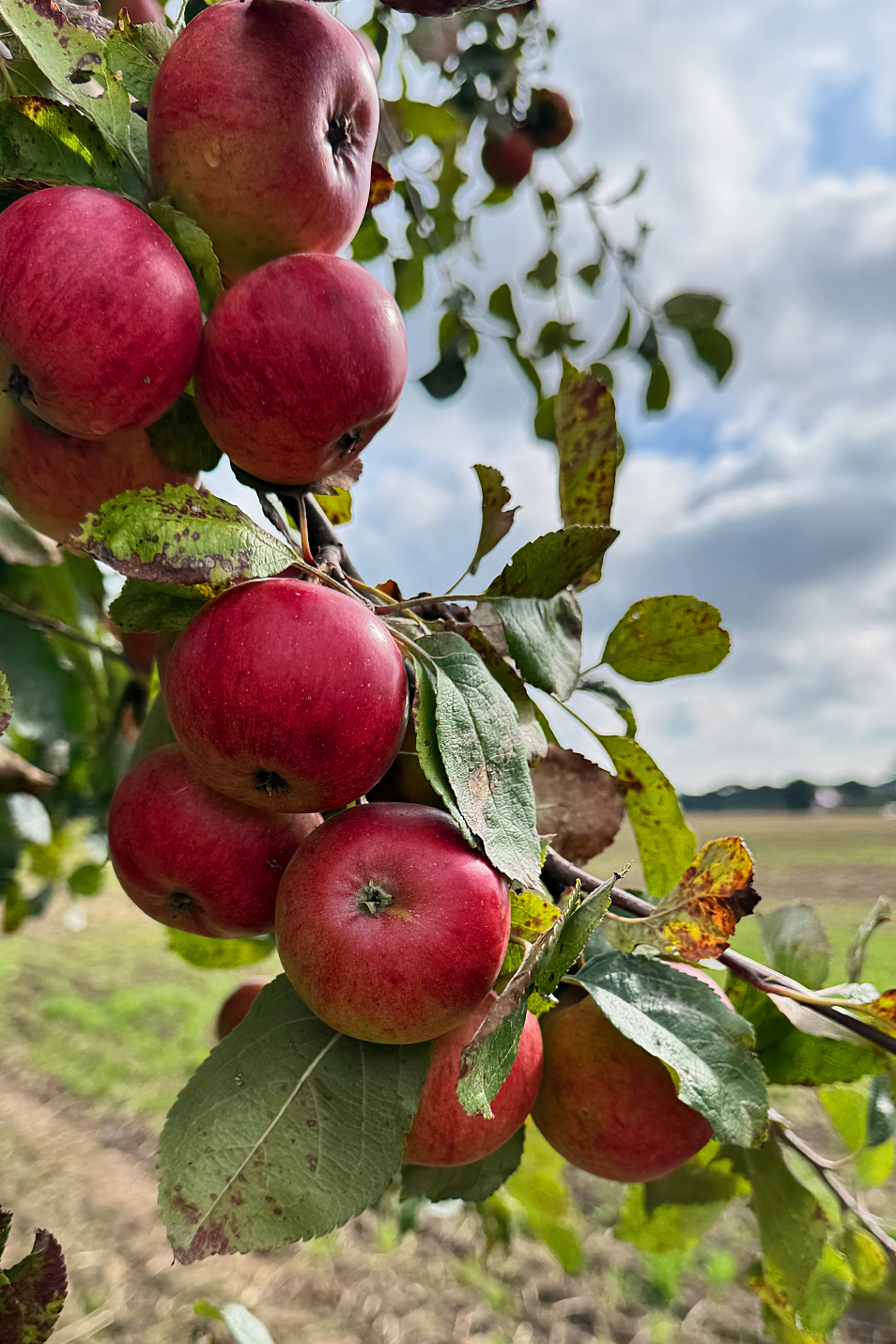Ausflug wilder Apfelbaum Wegesrand an der Schlei ALDO Magazin